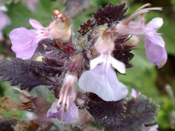 Una Lamiacea a cuscino - Teucrium chamaedrys